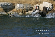 鸟——京城再拍【黑天鹅】之三