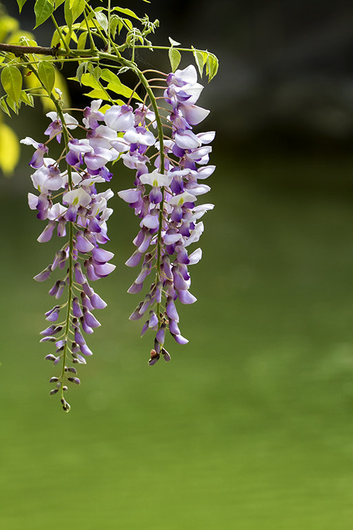 紫藤品种图片大全大图图片