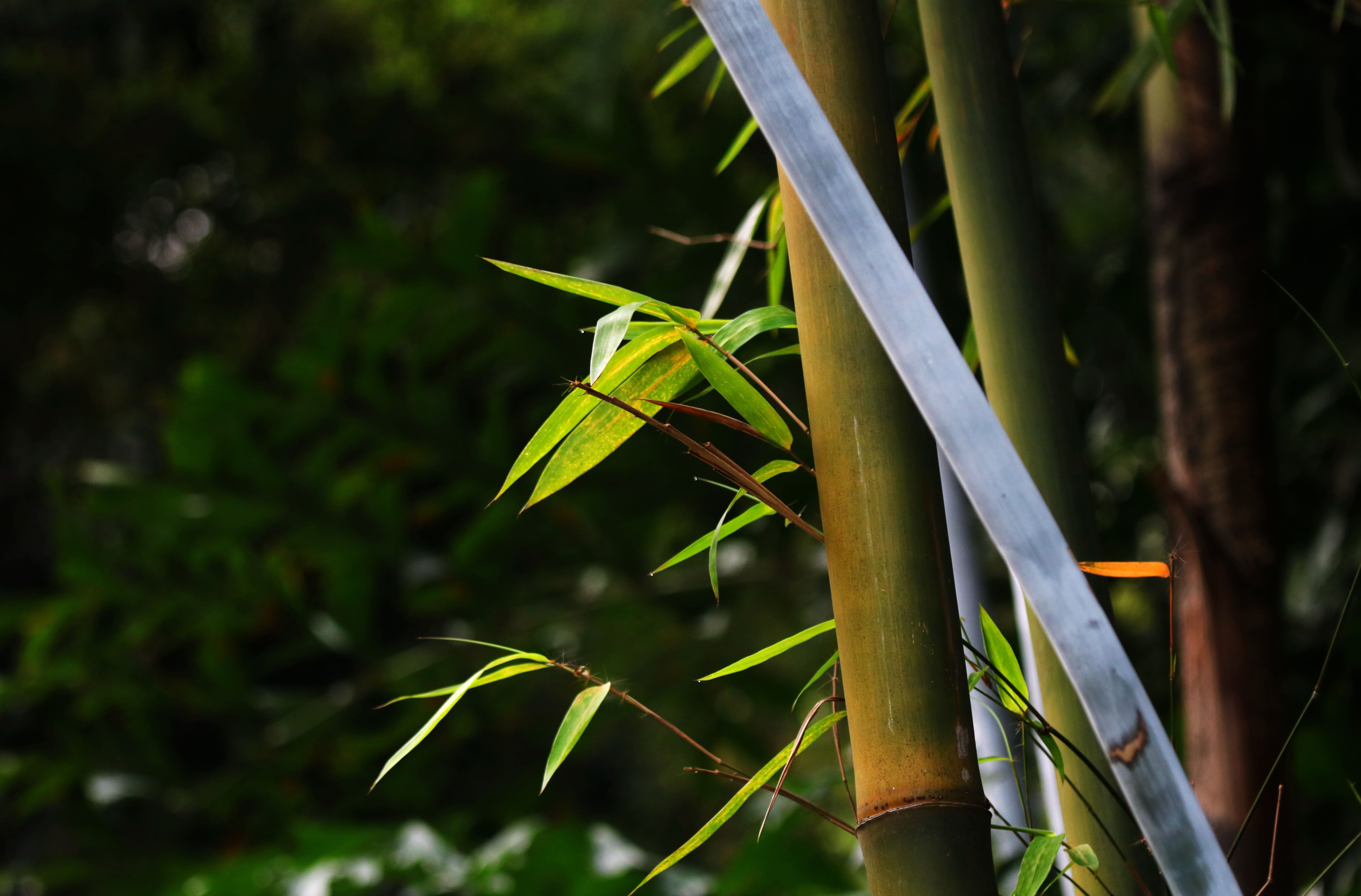 春天绿色竹子自然风景摄影图高清摄影大图-千库网