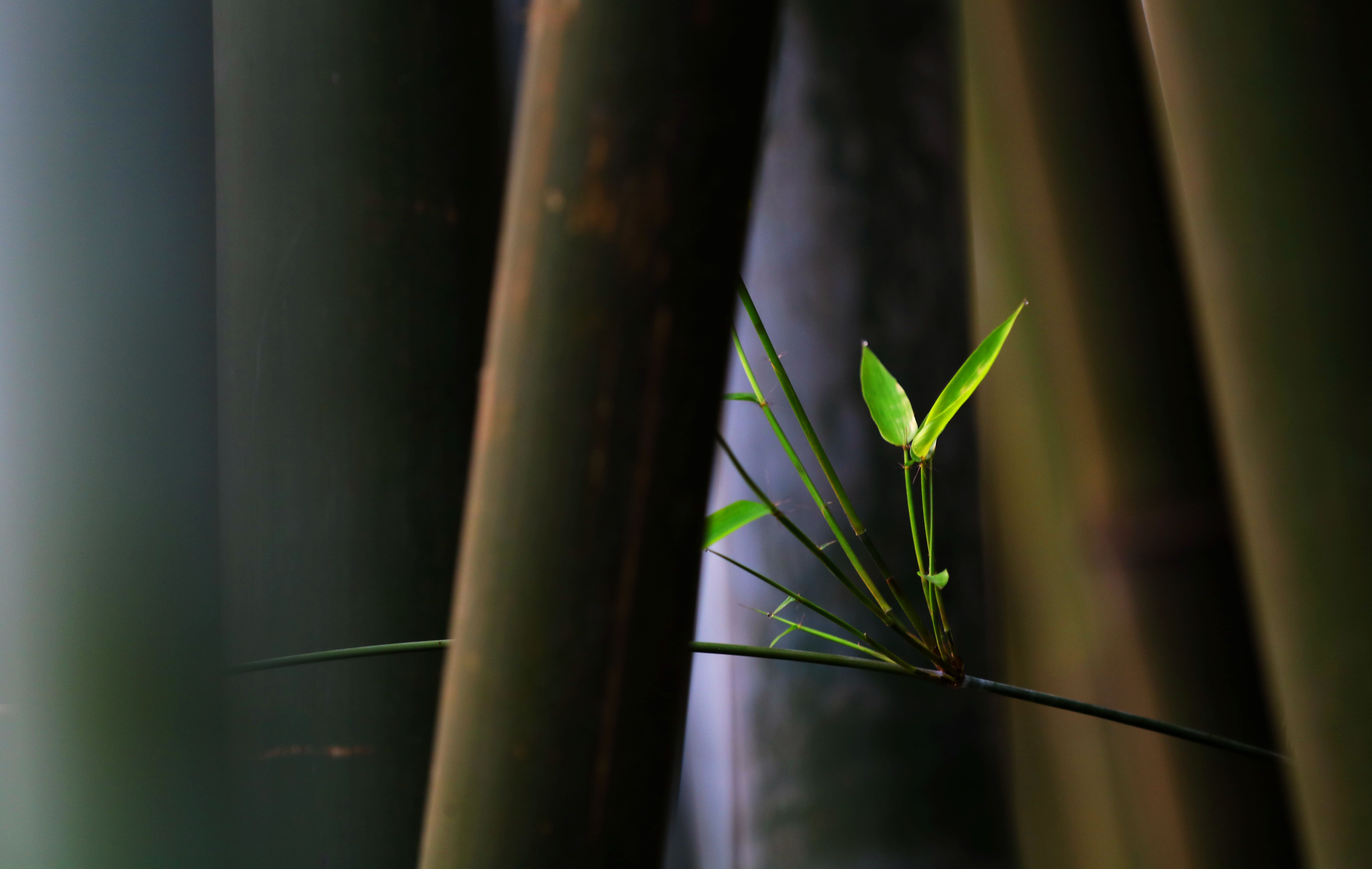 中国，旅游，丛林，绿色，竹，特写镜头预览 | 10wallpaper.com