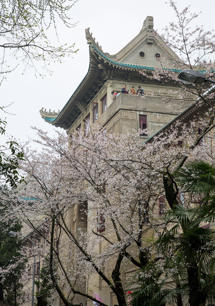 武大赏樱花