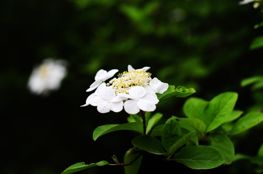 瓊花與銀耳花