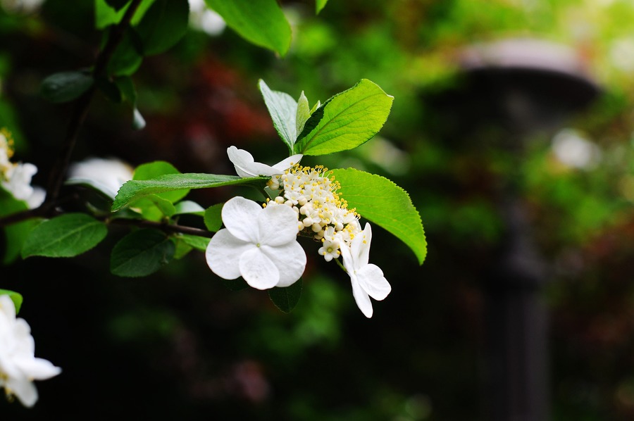 瓊花與銀耳花