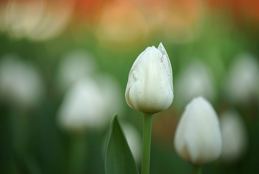 白色郁金香季节图片