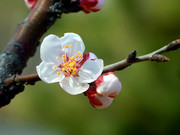 山花烂漫