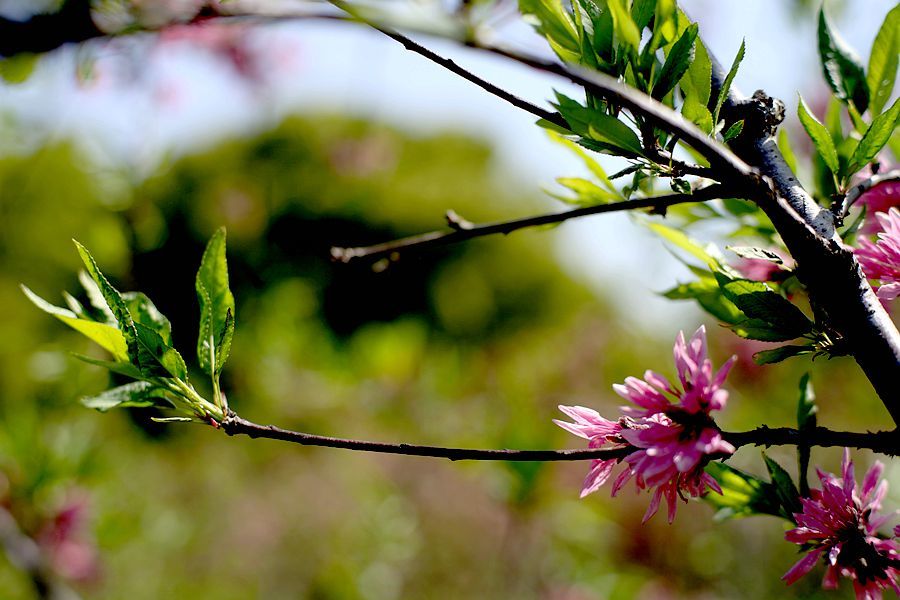 菊花桃