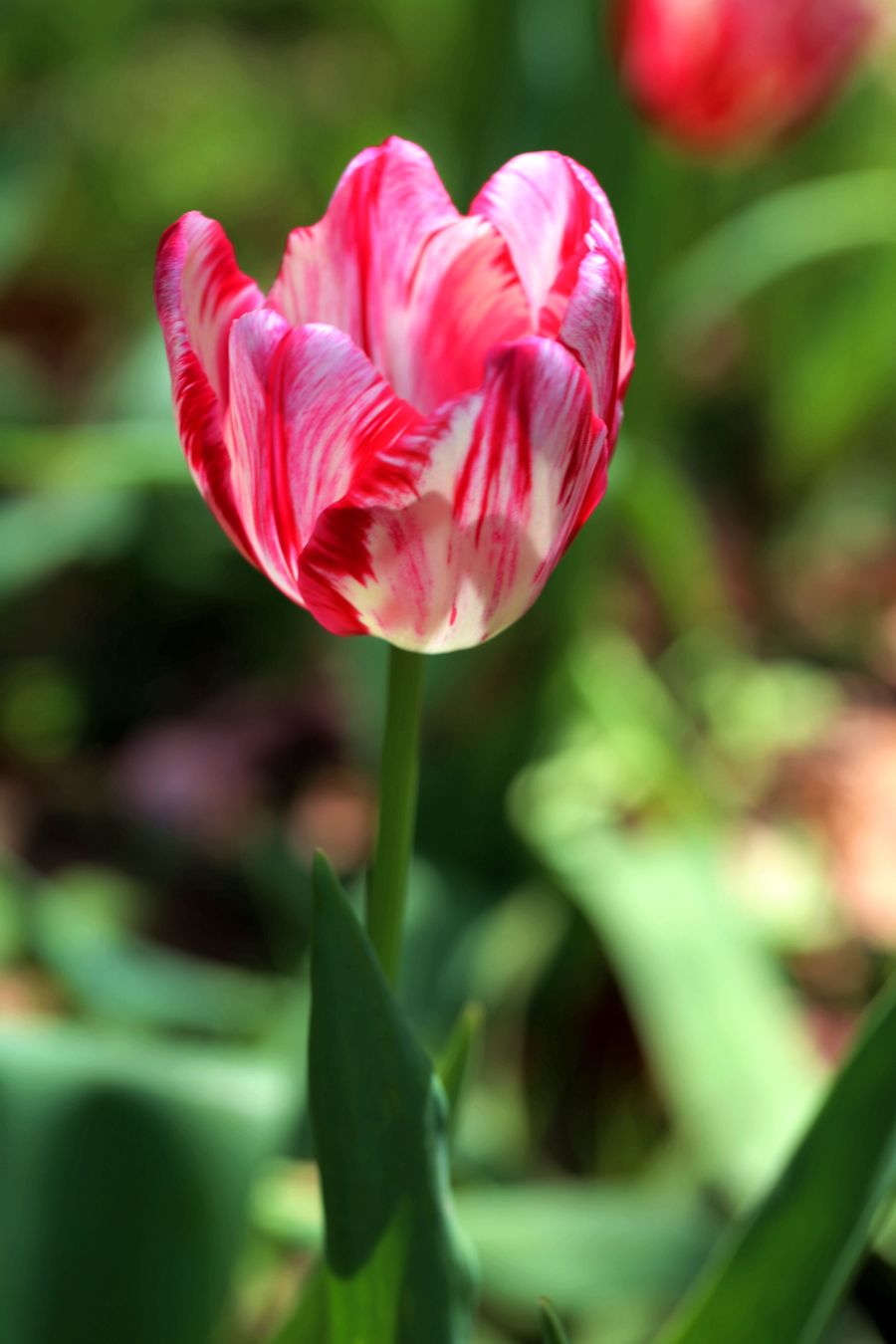 鲜花港里贪观花 -----之二各种精品郁金香 花