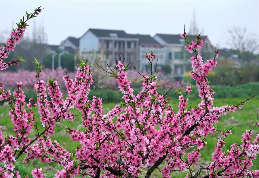 鲜花盛开的山村晓东图片