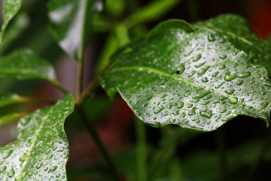 【春雨】