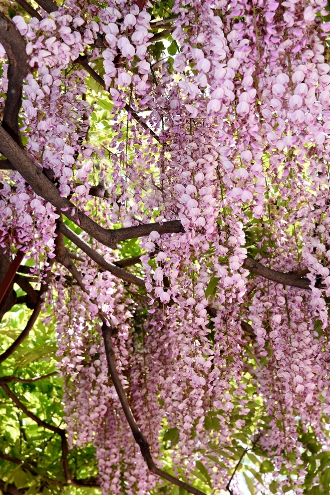 紫藤花图片大全大图(紫藤花图片大全大图 手机壁纸)