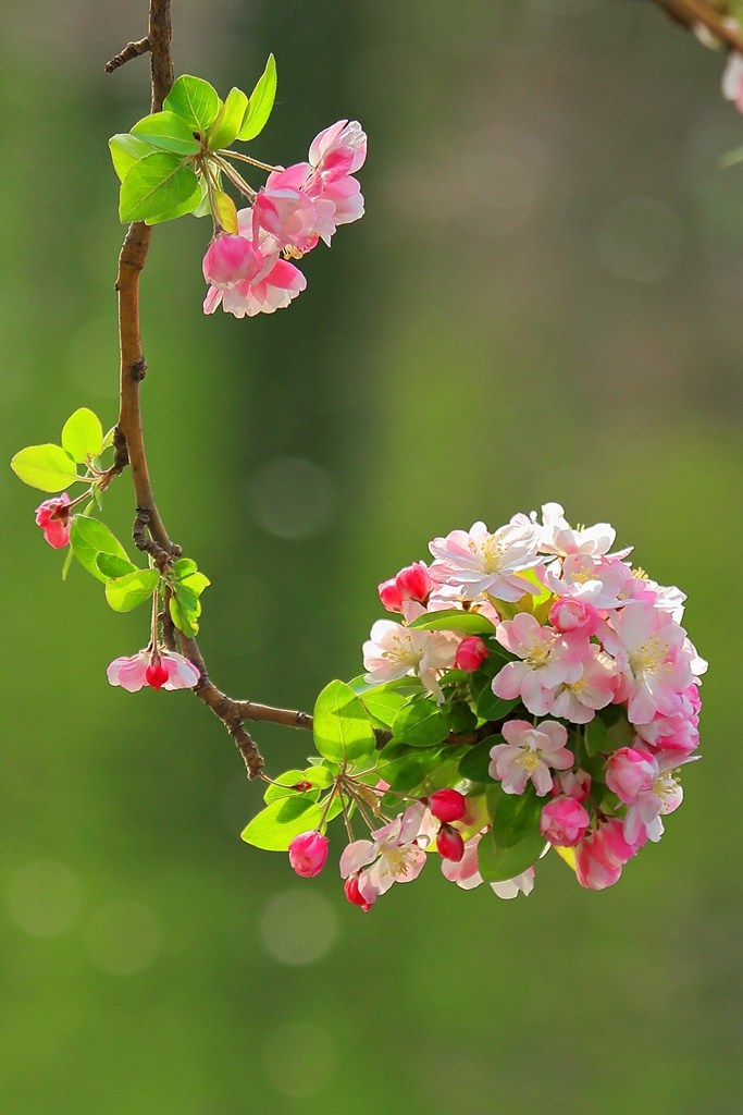 海棠花的样子 唯美图片