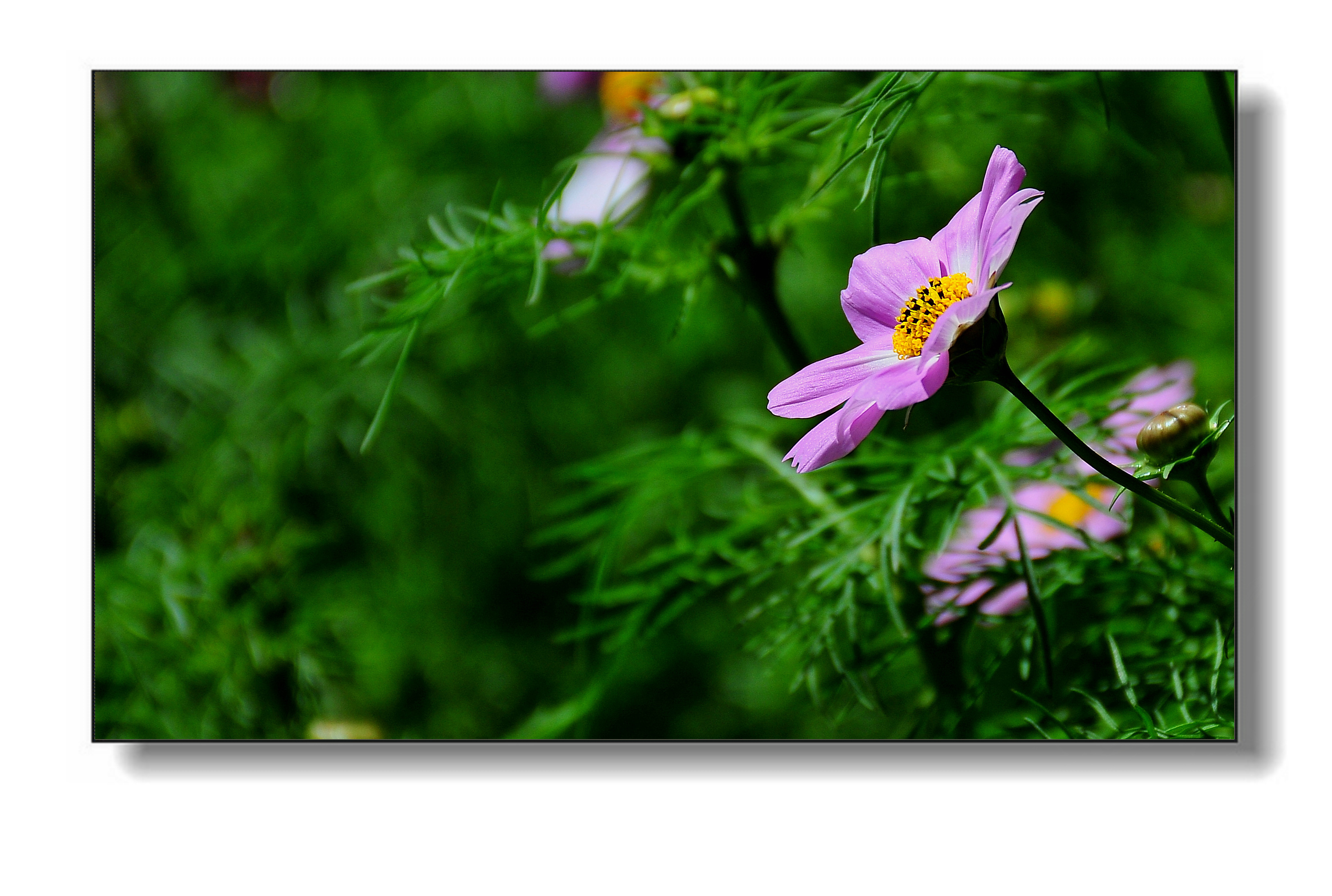 格桑花又叫什么花(格桑花又叫什么花花)