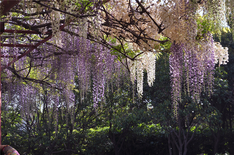 嘉定紫藤園