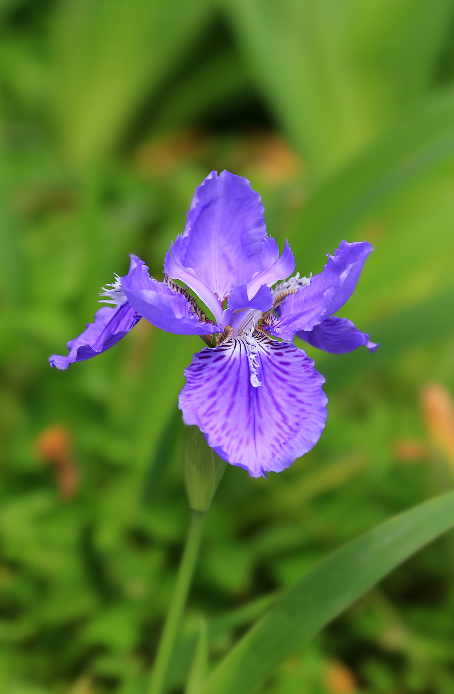 鳶尾花