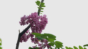 紫槐花-3