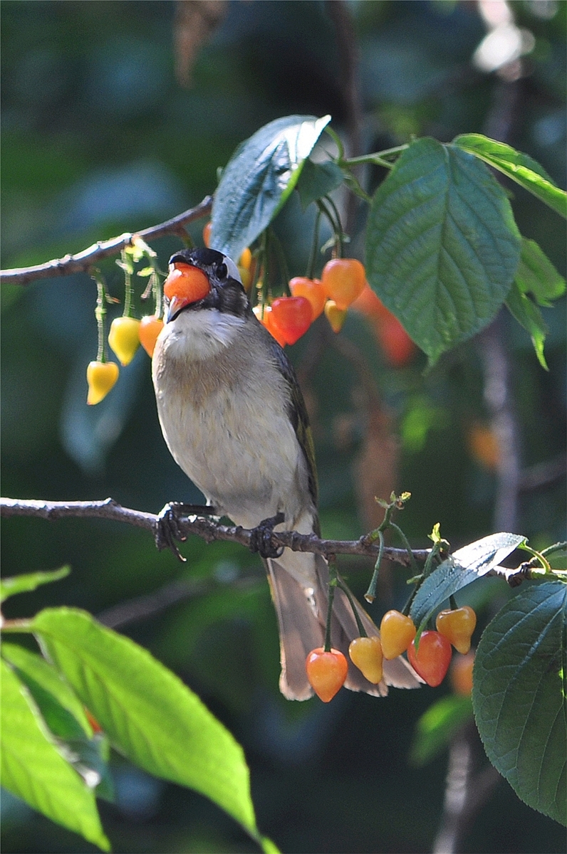 小鸟吃樱桃