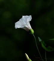 萝卜花 . 喇叭花 .