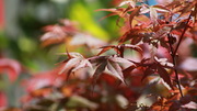 阳台的红叶——鸡爪槭