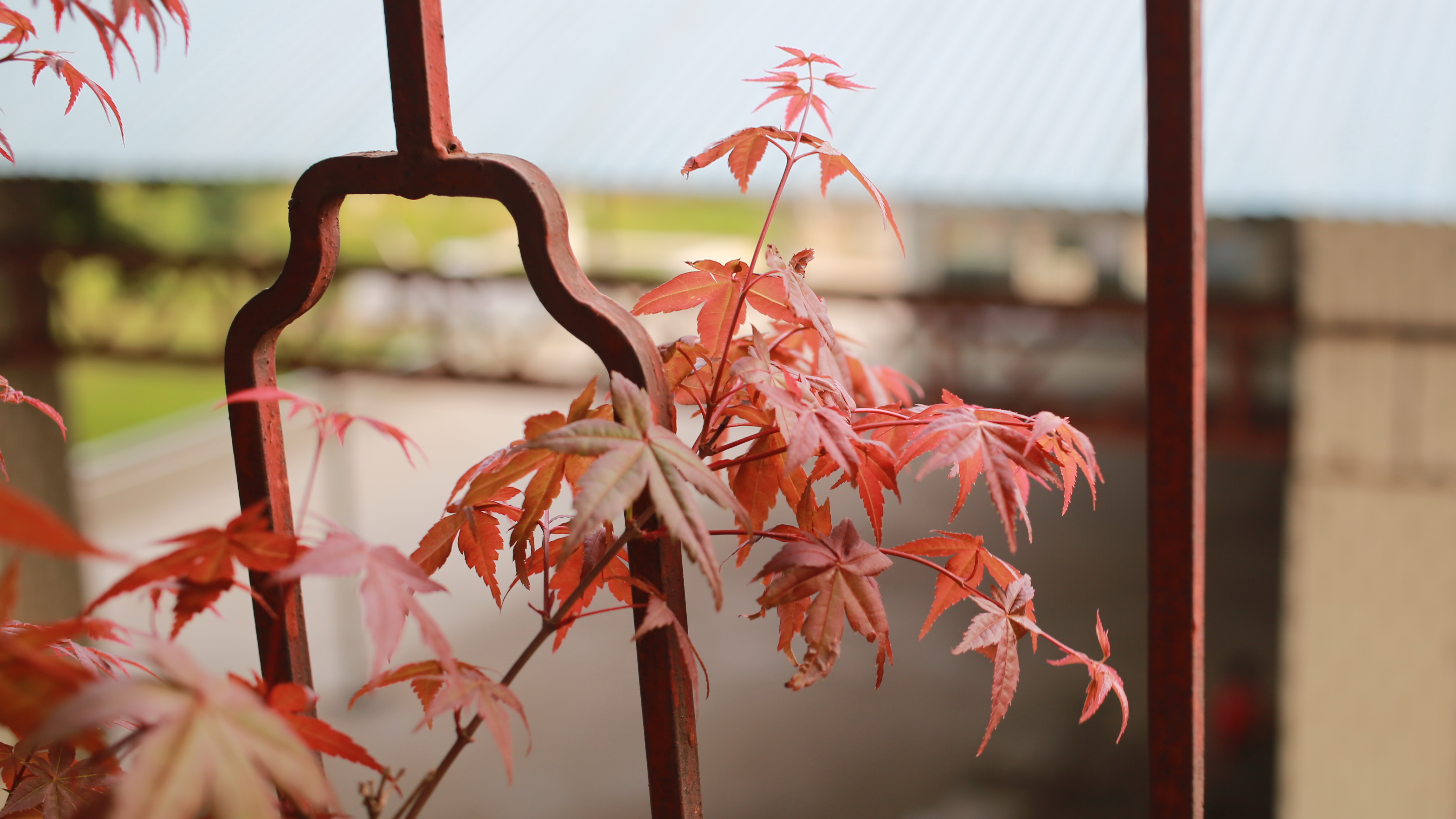 陽臺的紅葉——雞爪槭