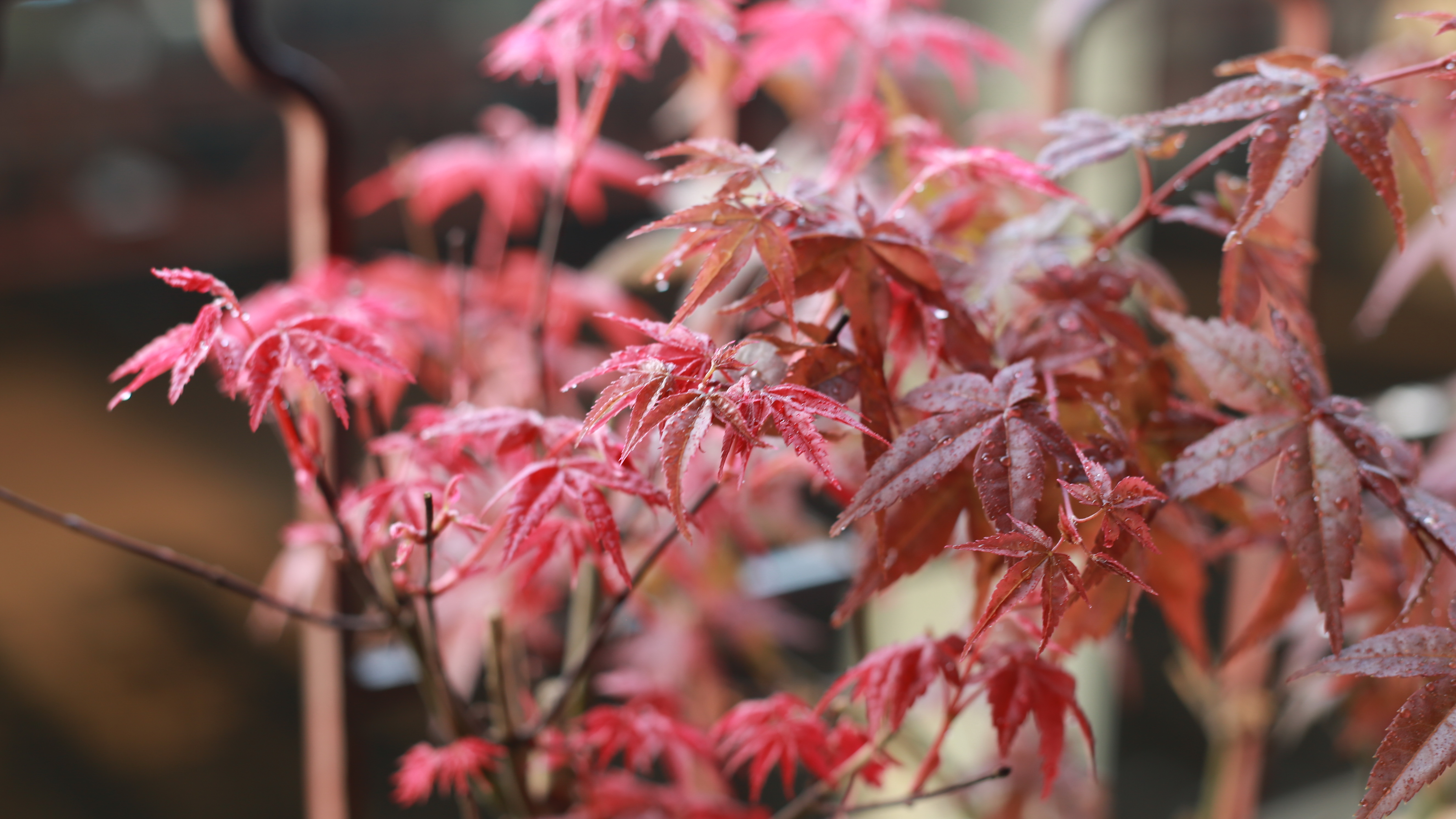 陽臺的紅葉——雞爪槭