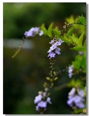 公园里花花草草（九零）