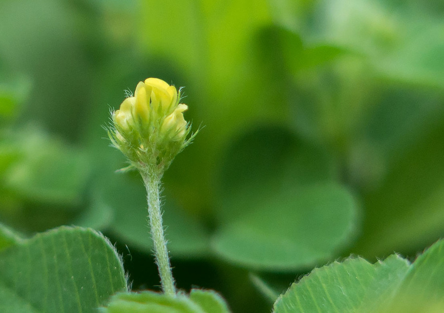 小花小草小蟲蟲