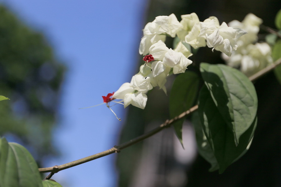 龙含珠花(一)