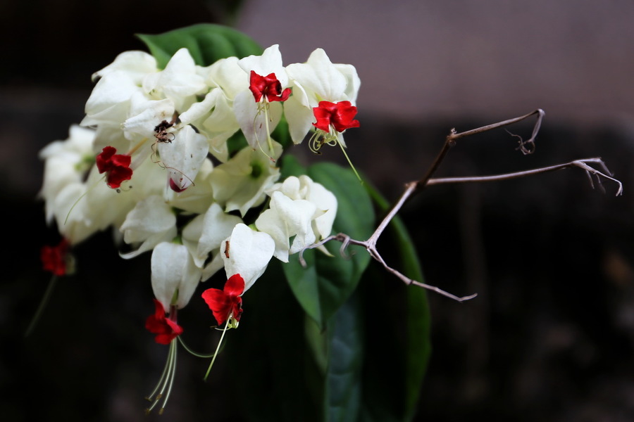 龙含珠花(一)