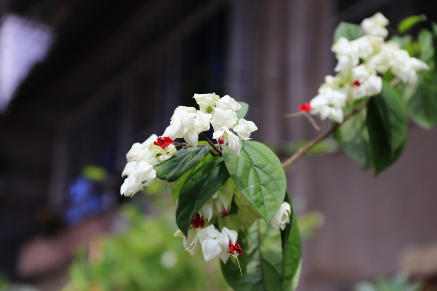 龙含珠花(一)