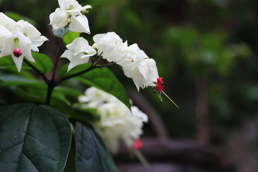 龙含珠花(一)