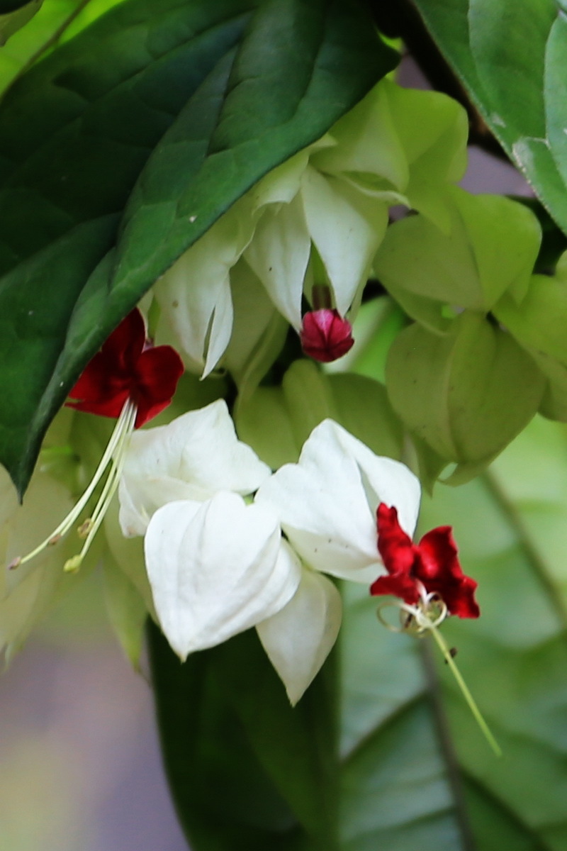 龙含珠花(一)