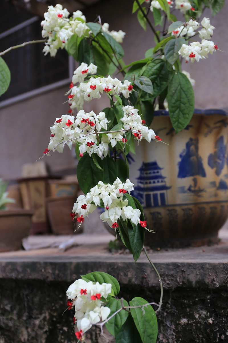 龙含珠花(一)