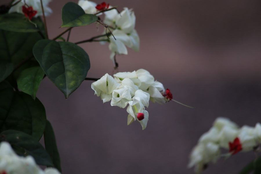 龙含珠花二