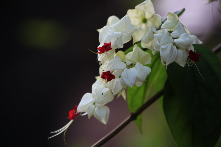 龙含珠花二