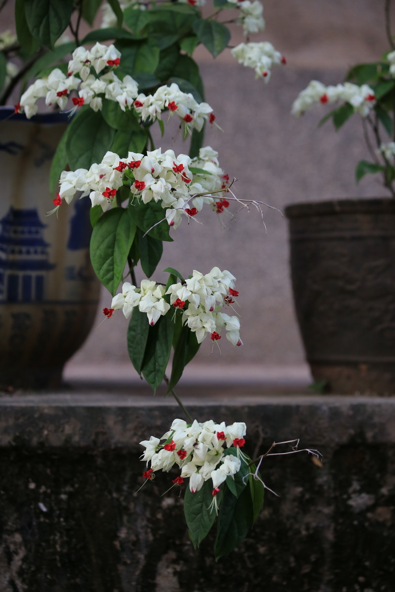 龙含珠花二