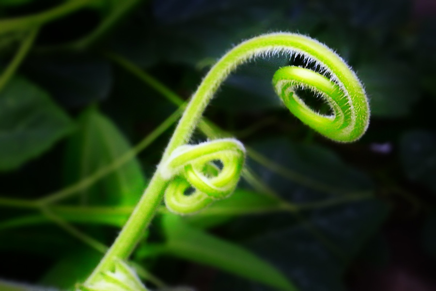 Ϲ