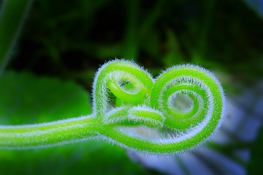 Ϲ