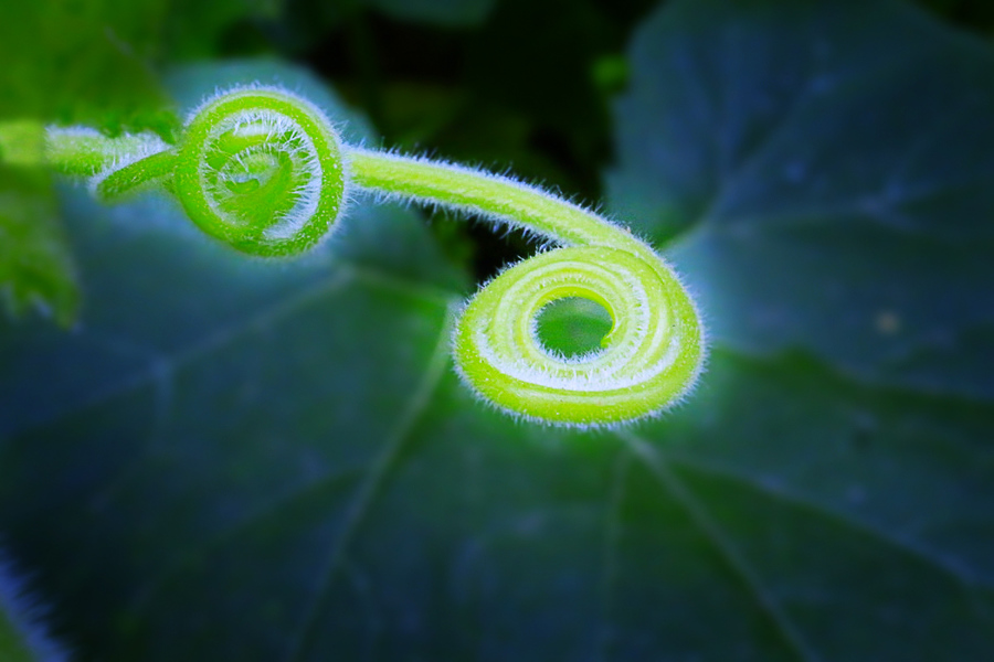 Ϲ