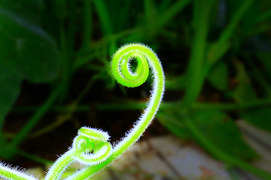 Ϲ
