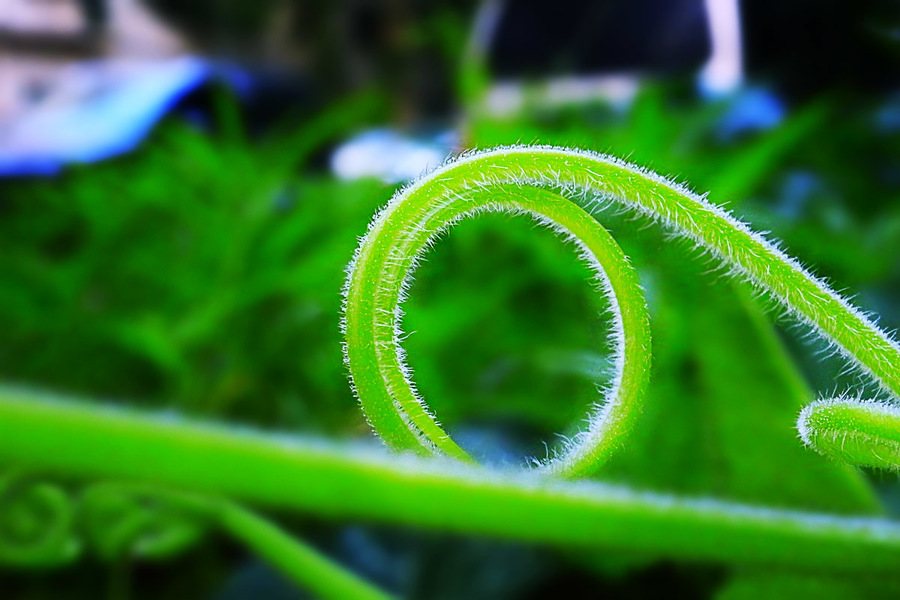 Ϲ