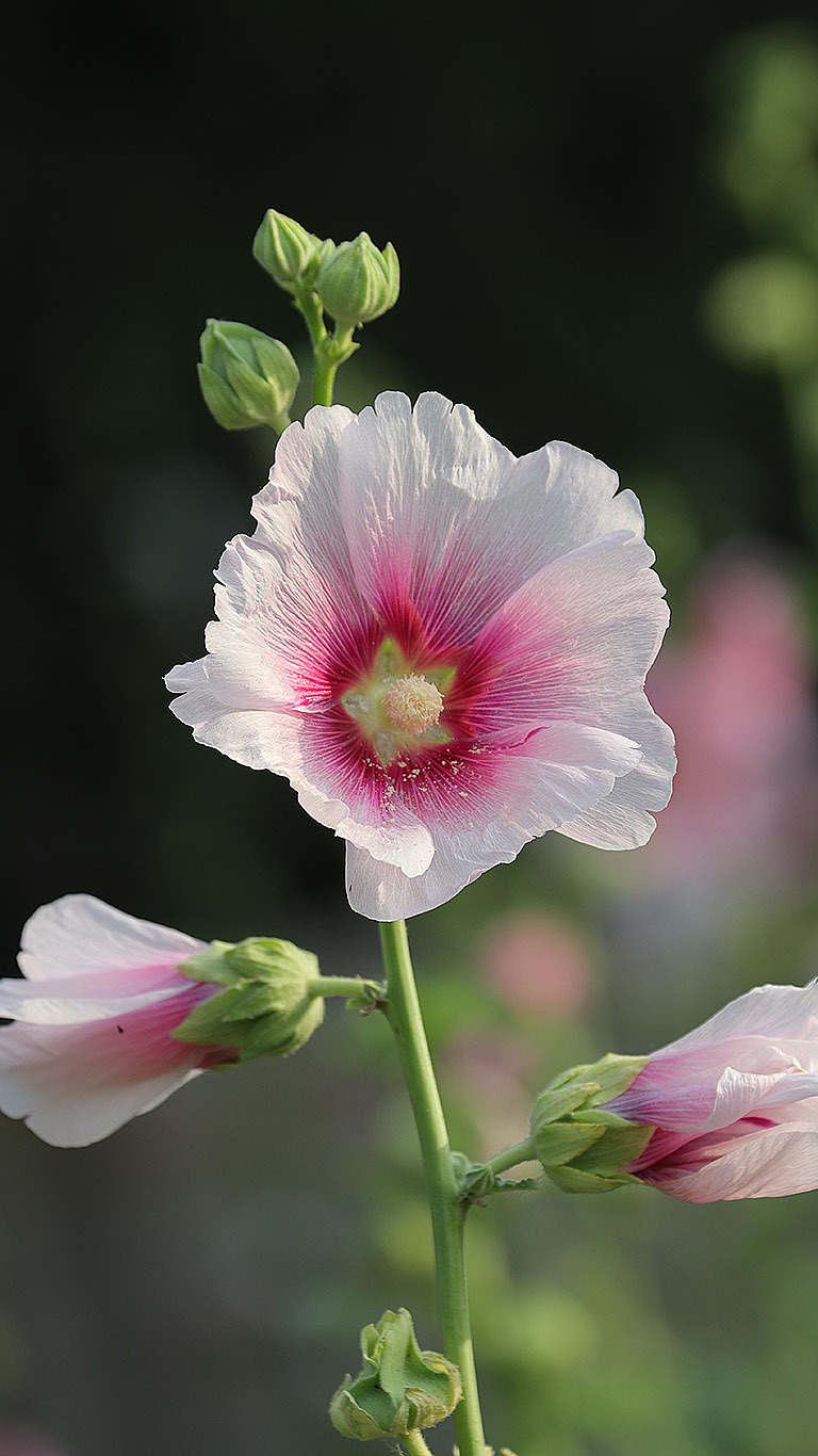 蜀葵花真实图片图片