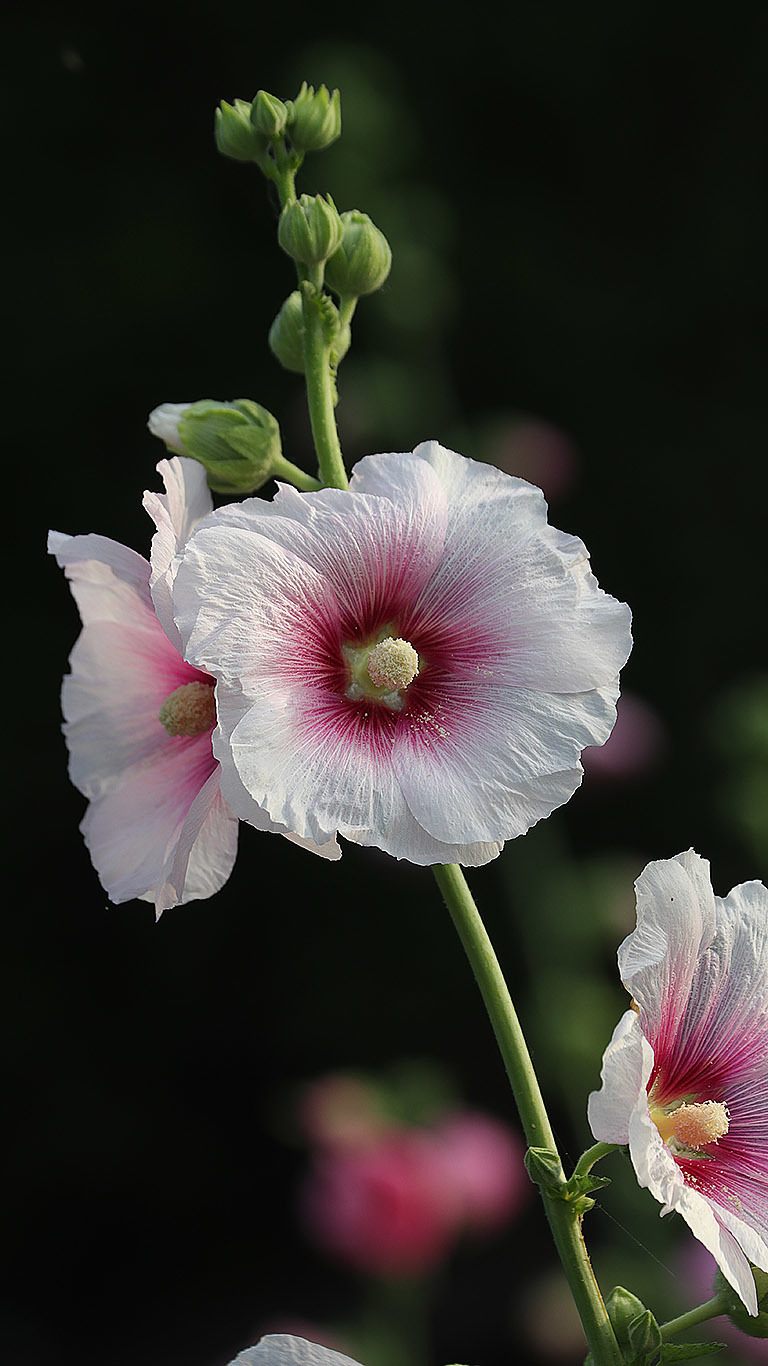 蜀葵花真实图片图片