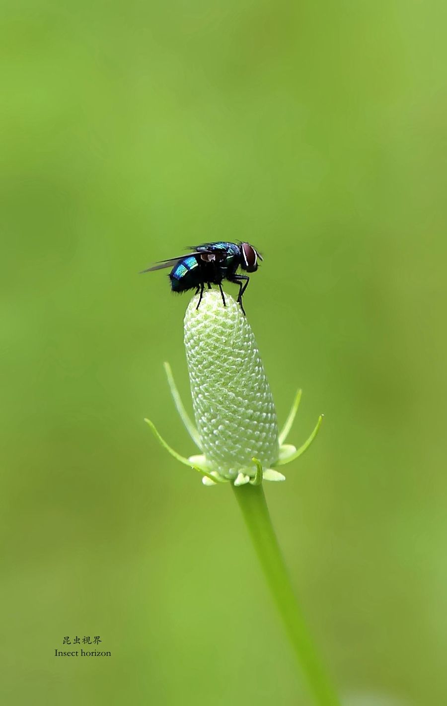 夏季小虫子图片大全图片