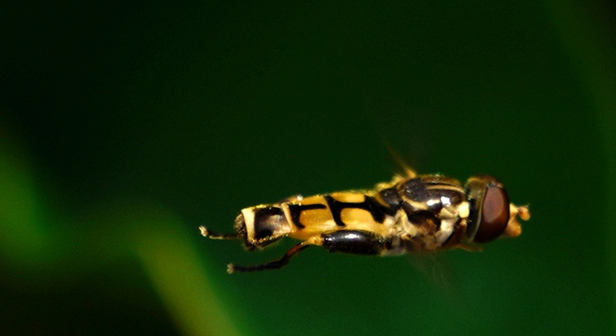 野蜂飞舞