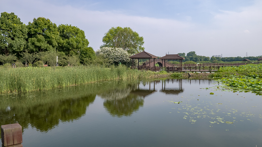 荷塘月色湿地公园