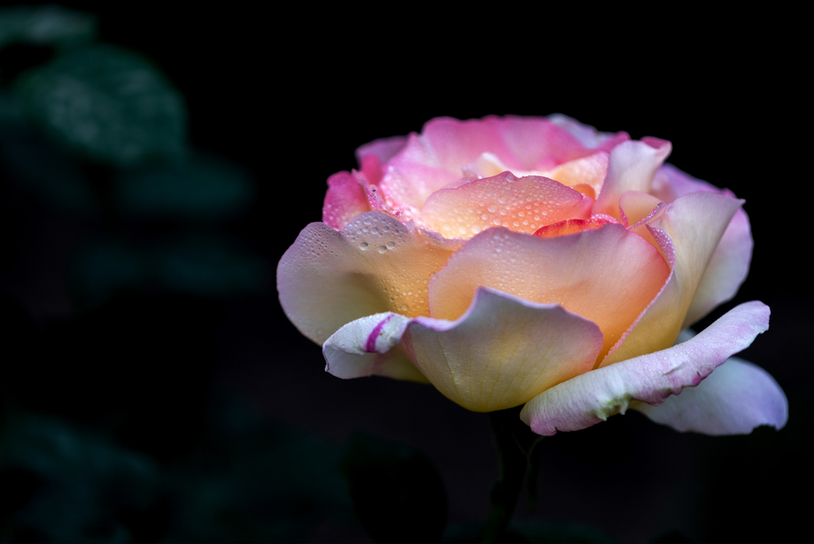 ɽ԰ɴ
