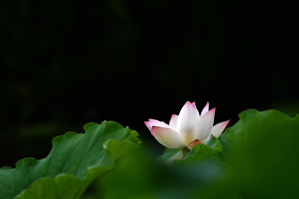 【荷花(2)摄影图片】生态摄影