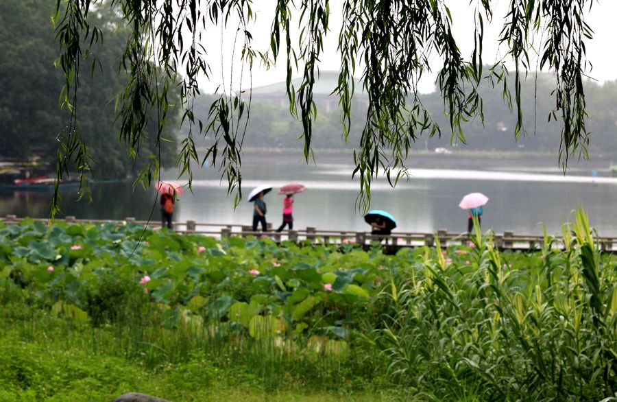 雨中即景