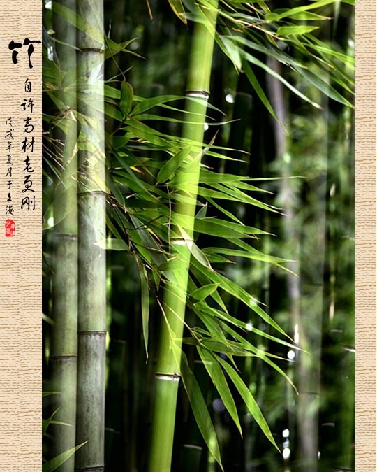 竹子照片作品欣赏图片