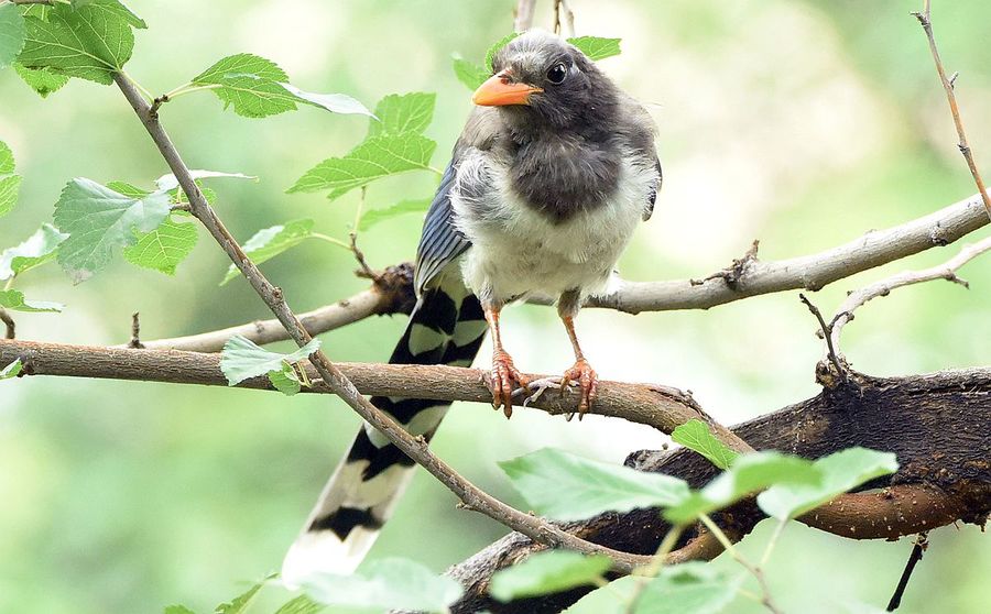 紅嘴藍鵲幼鳥